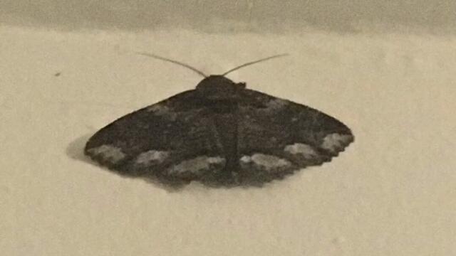 Coldplay - Easy To Please (cover)