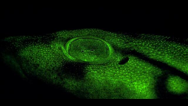 Opal Ocean | THE HADAL ZONE  (Single) - [OFFICIAL VIDEO]