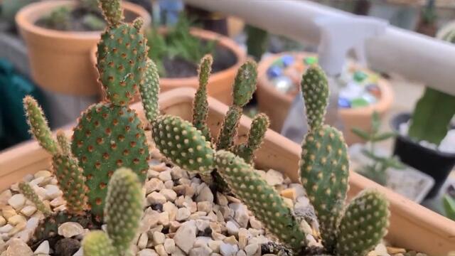 Mickey Mouse Cactus Or Bunny Ears Cactus
