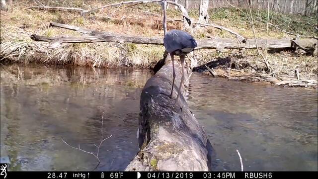 Pennsylvania man captures all walks of life crossing log bridge