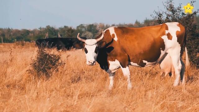 Детские песни - Как говорят животные - мультики для детей