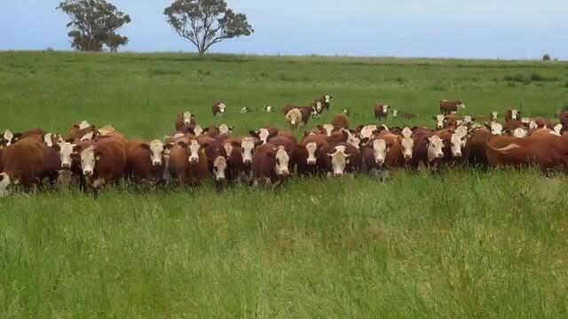 Корова Му | Веселые детские песни при поддержке @Волшебница Китти