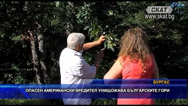 Опасен вредител унищожава горите ни