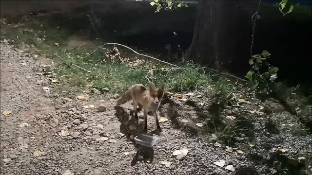 The Hunger Games: Fox is sneaking around for food!