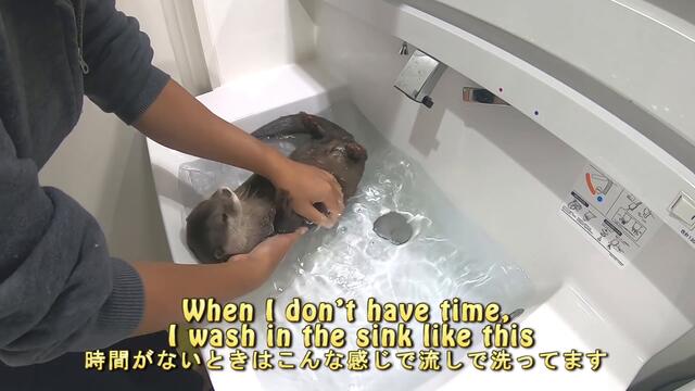 Washing Aty's body [Otter life Day 134] アティの沐浴
