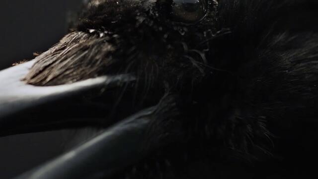 Good Tiger – Where Are The Birds (Official Music Video)