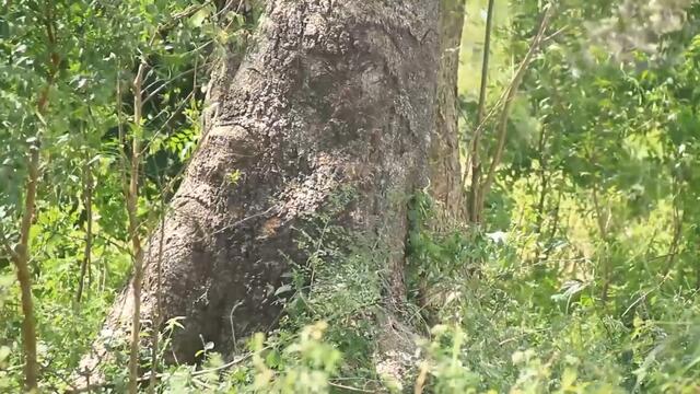 October 2, 2020 xxytrxxxyyt #indianlove #xyzyvideo in North India