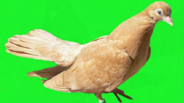 Pigeons BG.roller-House-Trance