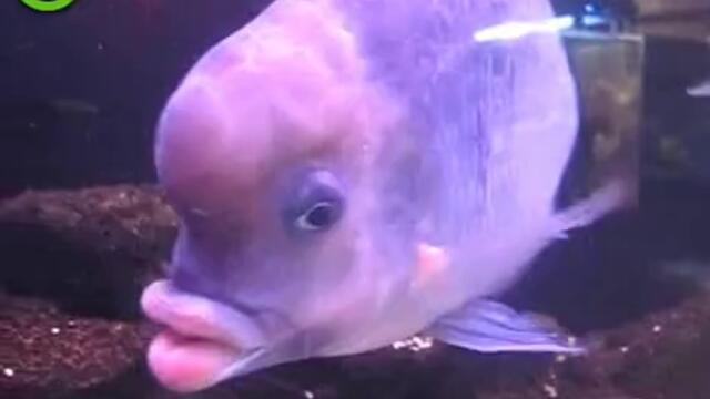 Рибата Анджелина Джоли