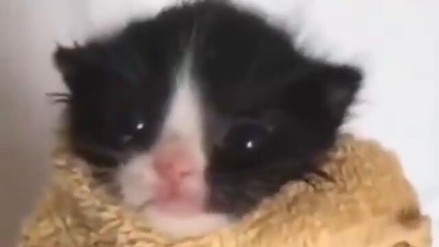 hips don't lie kitten edition