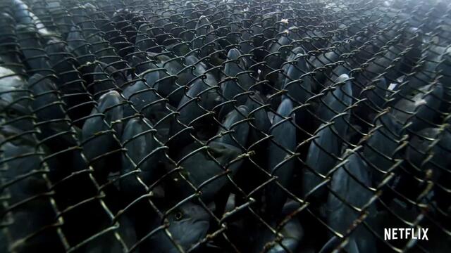 David Attenborough: A Life on Our Planet | Official Trailer | Netflix