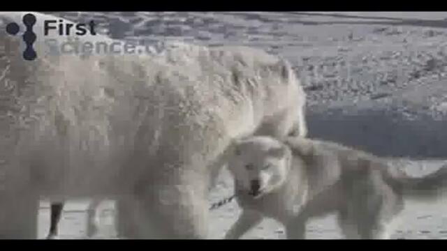 Animals MV