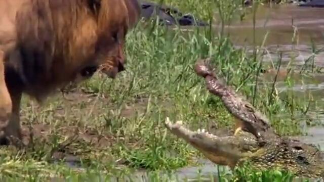 Крокодил и Лъв в Джунглата - Lion