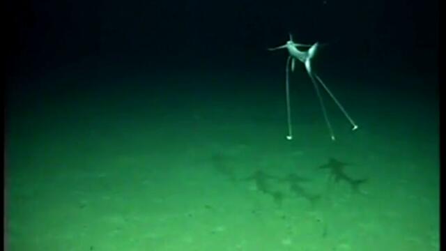 Заснето на дъното на океана