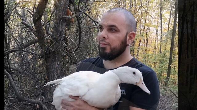 Duck's Autumn Moments