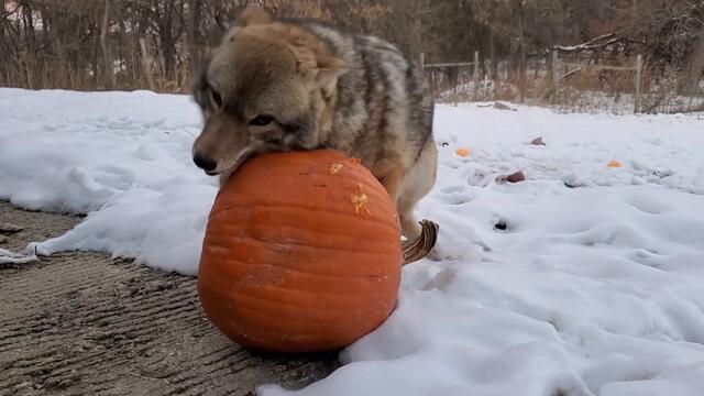 Dakota gets a pumpkin 🎃