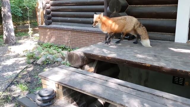 ЛИ СЯО. Алиса - Лиса. Время вокруг останавливается, когда лиса ест кашу. Забавные моменты.