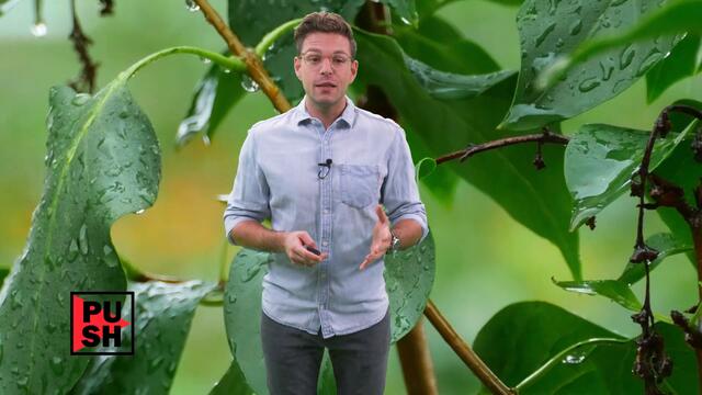 Trump oder Biden? So würden Österreicher wählen | krone.tv PUSH