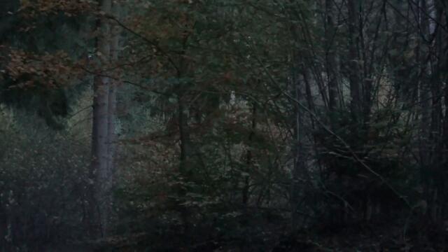 ГРИБЫ 2020 &  НОЧЬ ПОЛНОЛУНИЕ &  ГЕРМАНИЯ