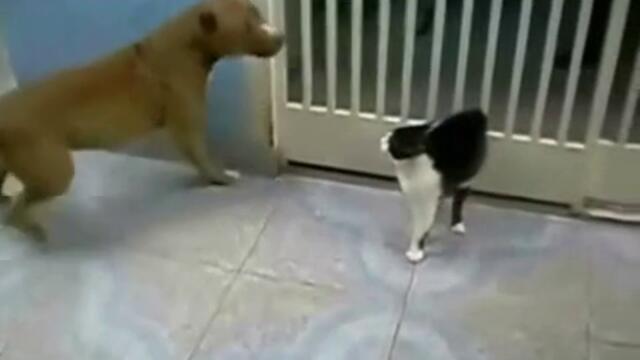 Котката на Дарт Вейдър