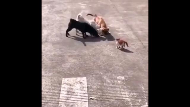 Прикольное видео #7