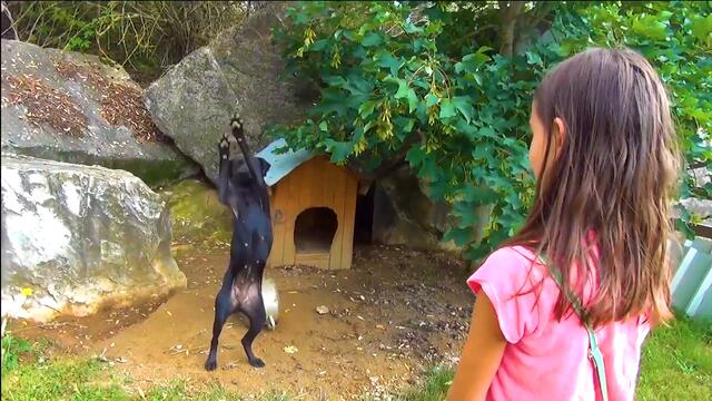 Куче Кючек / Belly Dance Dog