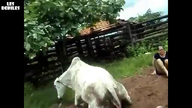 Крава нокалтира жена с един удар