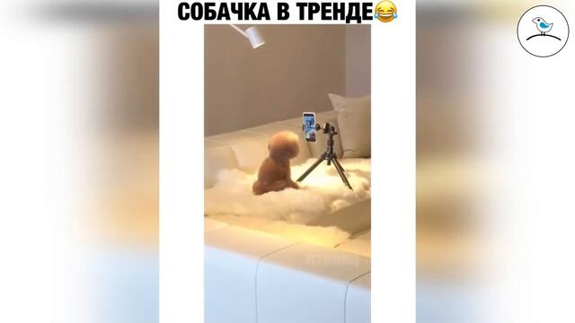 Прикольное видео #39 ноябрь 2020 птенец прикольные видео