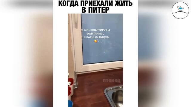 Прикольное видео #44 ноябрь 2020 птенец прикольные видео