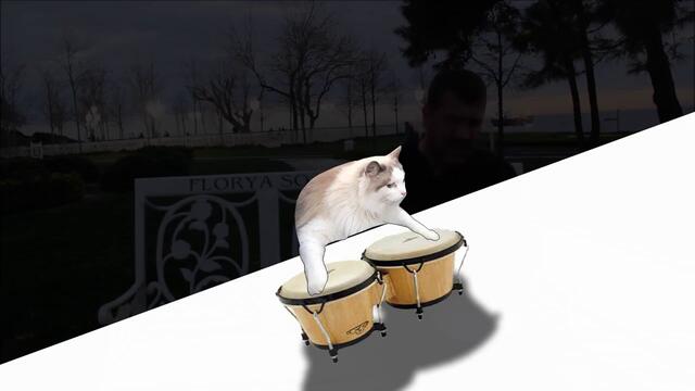 Cat Vibing To Ievan Polkka With Bongo Drums