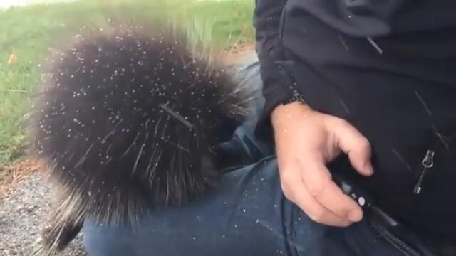 Porcupine likes warm hugs | Aww Porcupine