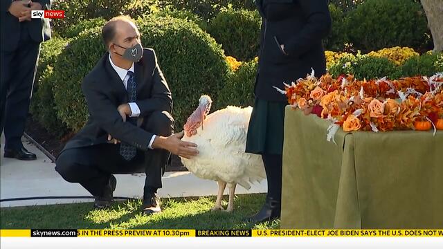 US Election: Lame duck President Trump pardons one lucky turkey for Thanksgiving