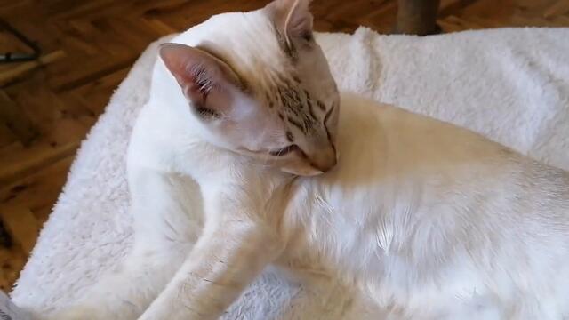 Cat confused by licking sounds while cleaning himself (Funny cat reaction to a slurping challenge)