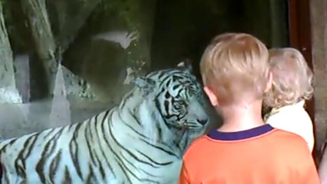 Бял тигър напада малко момченце!