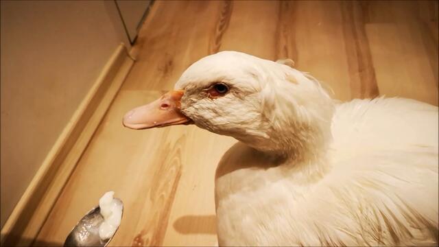 Just when You think You've seen everything... Here's a  Duck trying yogurt for the first time.