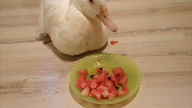 Duck's watermelon mess