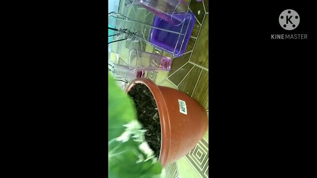 How to Propagate Mickey Mouse Taro Caladium tuber/bulb.