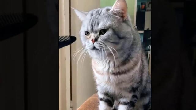 Funny Cats Reaction When They Smell  🐱 Funny Cats Video