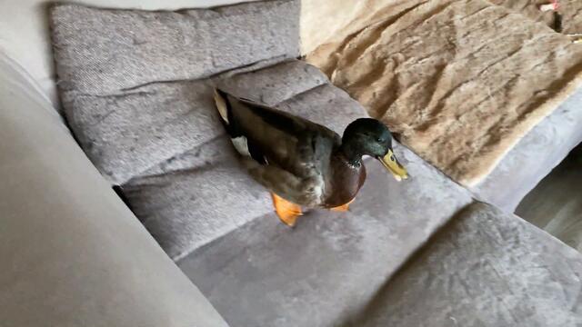 Billy The Pet Duck Running For His Snackies !