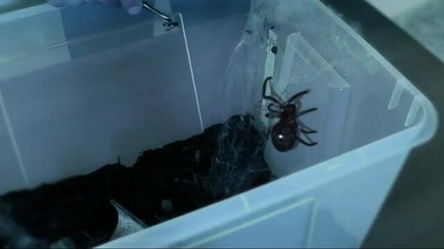 Sci-Fi Horror Short Film "SPIDER DANGER" Giant Spider.