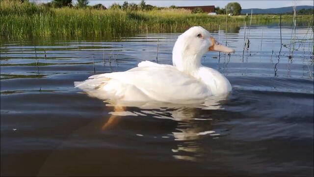 Duck is so chill, he's almost falling asleep in the water