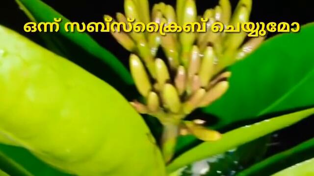 story by niya kerala TV serial own story telling serial rosting