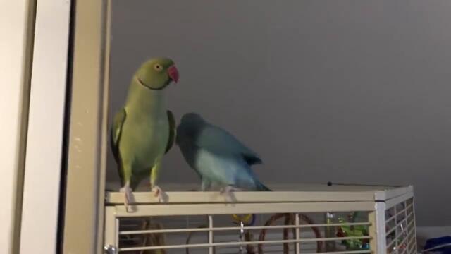 Parakeet brothers engage in full length conversation