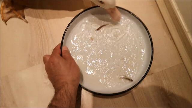 Duck is a Monster! Eats 3 Baby Fish alive, then sips from their water