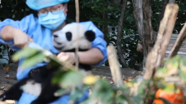 Cute baby pandas