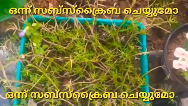 padatha painkili serial | 20/01/2021 | padatha painkili serial latest episode | padathapainkili
