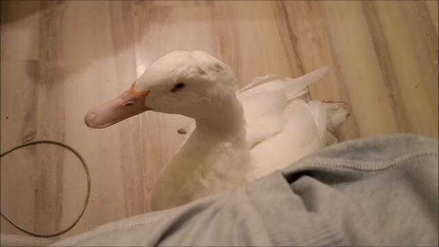 Hungry Duck pokes me