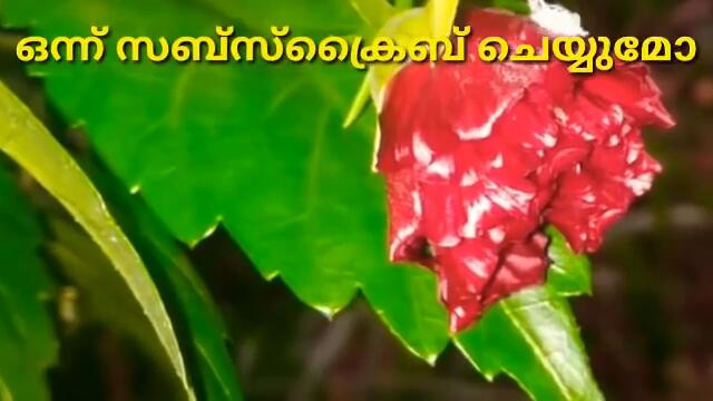 santhwanam serial | 22/01/2021| santhwanam serial latest episode | santhwanam