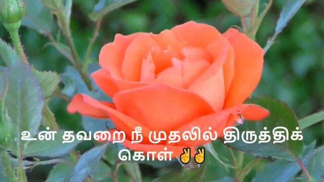 10Quotes for successful life In Tamil|Full HD|@calm music #Inspirationalquotes #motivationalquotes