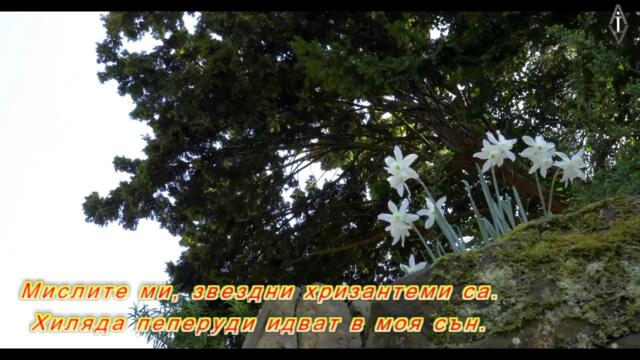 Антоан Антонов - Звездни хризантеми